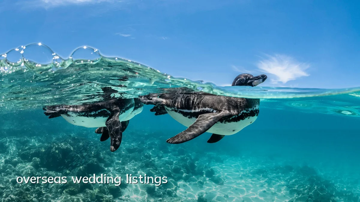 overseas wedding listings