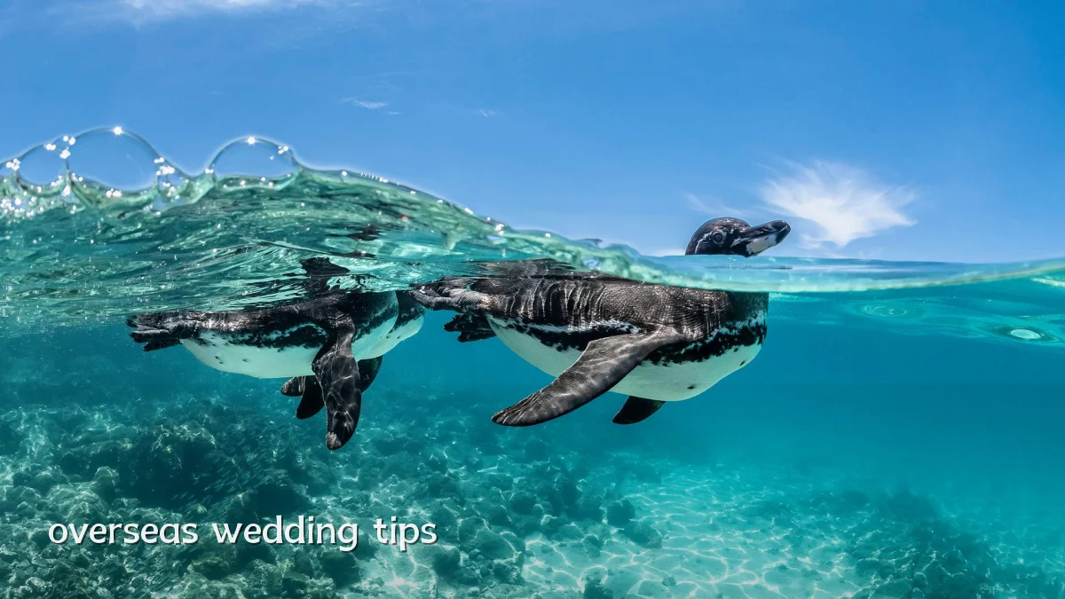 overseas wedding tips