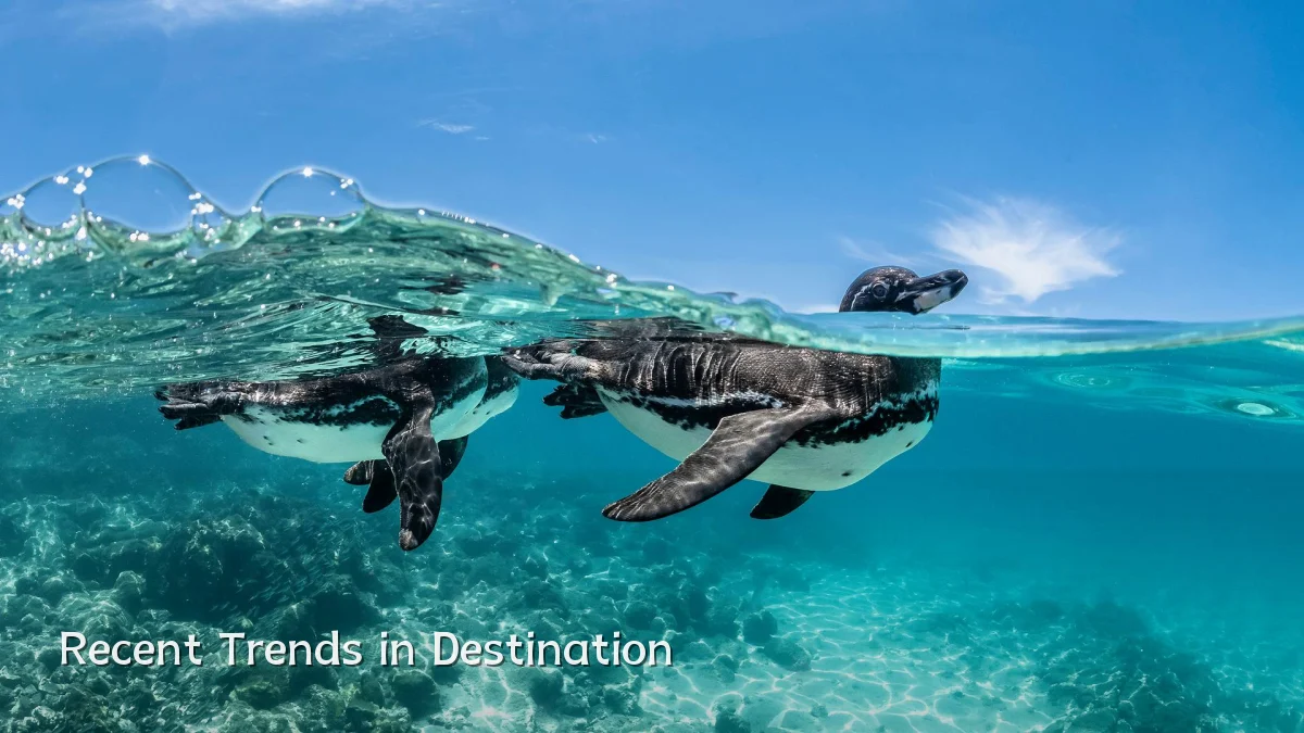 Recent Trends in Destination